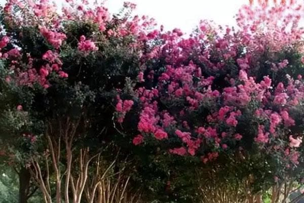 大花紫薇栽培养护技术