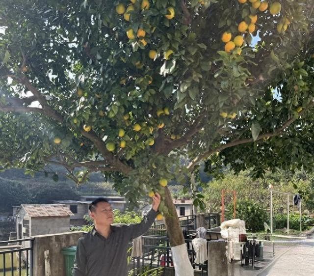 厉害了，我的哥！株洲男子种的柚子树上嫁接出4种水果