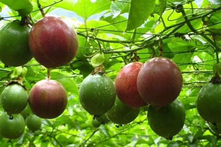 百香果的肥料秘籍：花开果实两丰收