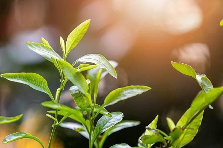 植物纤维素、半纤维素和木质素的区别是什么？