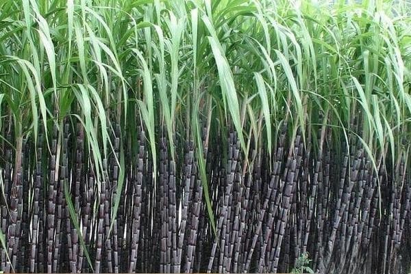 甘蔗种植方法和管理技术