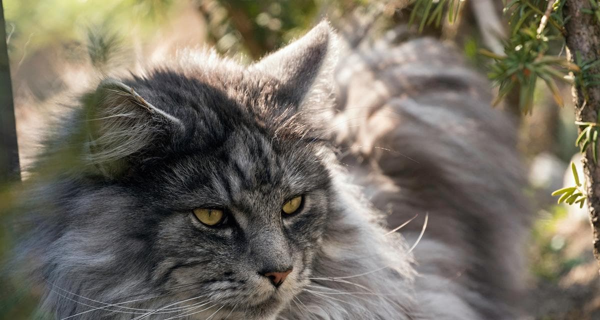 缅因猫的饲养指南（了解缅因猫的特点和需求，让它们健康快乐地生活）