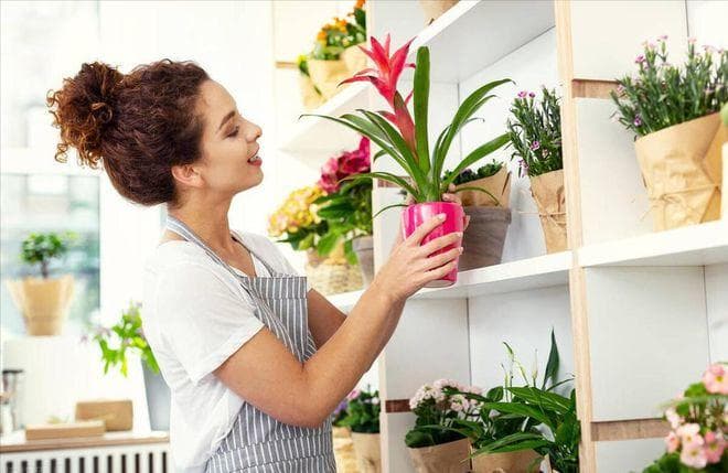 卧室里适合放什么植物和花