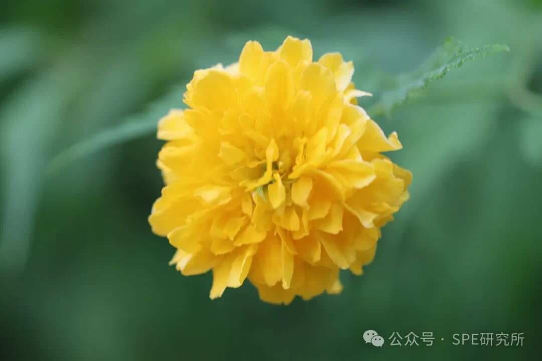 摄影技巧 —— 微距摄影的N种方式