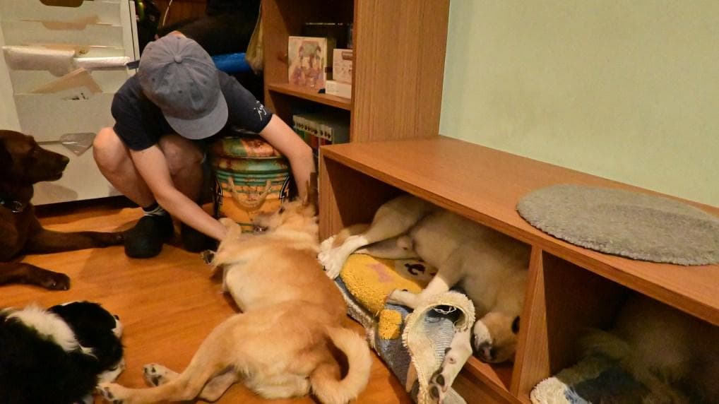 携旺用导盲犬训练模式 帮浪犬找到归宿