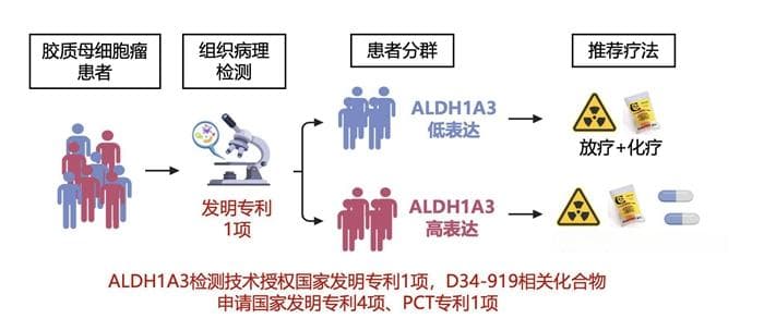 北京天坛医院团队发现胶质母细胞瘤放化疗抵抗机制并研发新型抑制剂