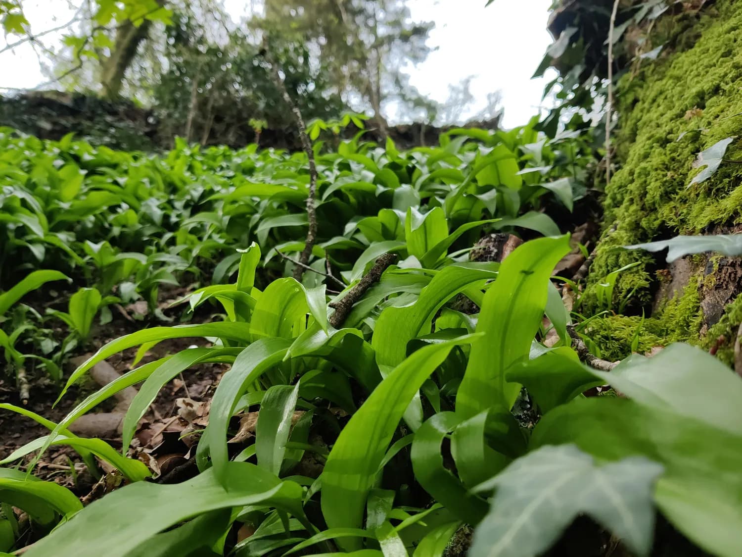 白芨冬季养护：贵州地区如何科学管理温度