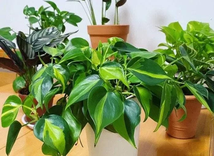 3 种花卉堪称“天然加湿器”，养在家里，空气湿润又清新！你养了吗？