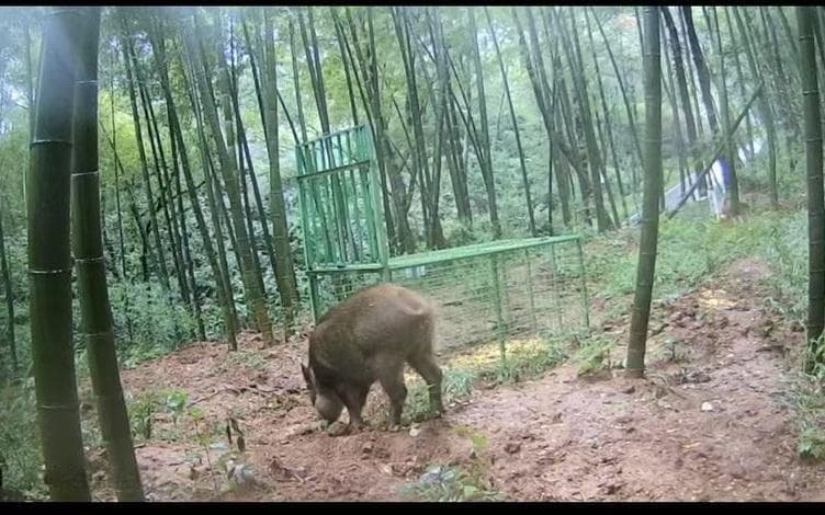 防控野猪，如何降低成本