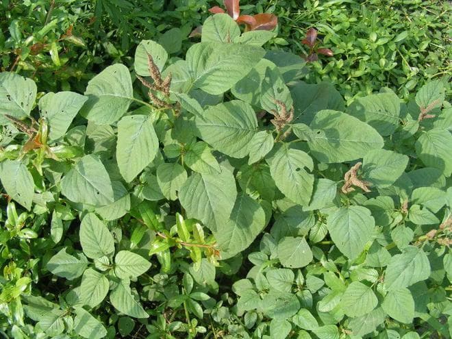 入侵中国的刺苋：既是有害杂草，也是高钙野菜