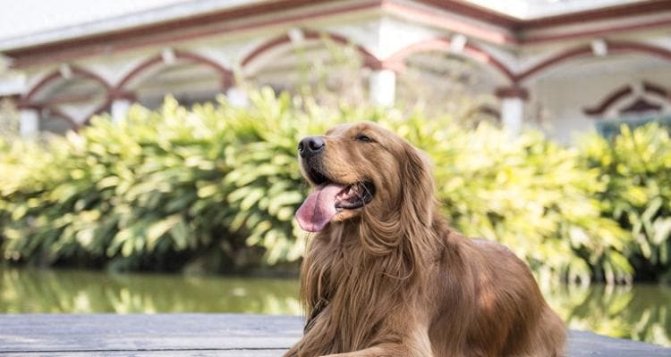 如何保持金毛犬的标准体重？（控制饮食和适度运动，让金毛犬保持健康体态）