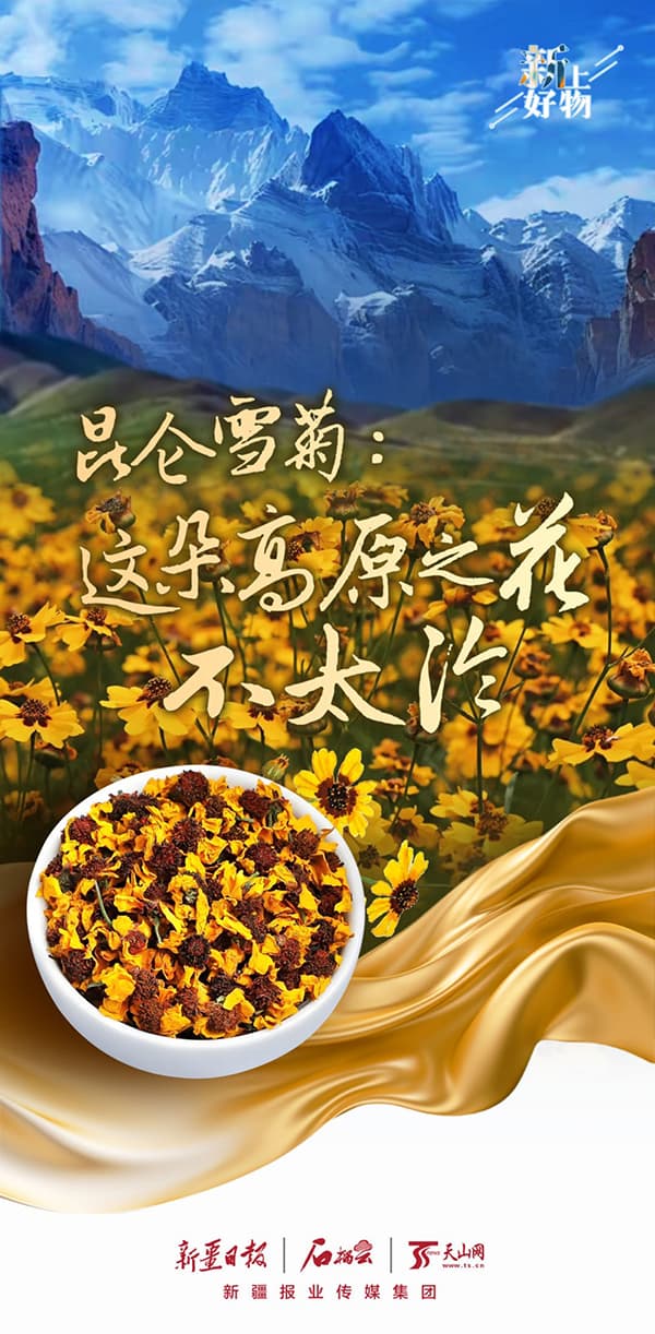 “新”上好物丨昆仑雪菊：这朵高原之花不太冷
