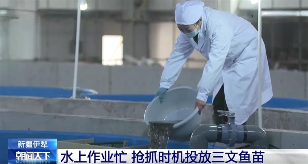 新疆伊犁冷水资源“游”出养殖产业 三文鱼国内国外备受青睐