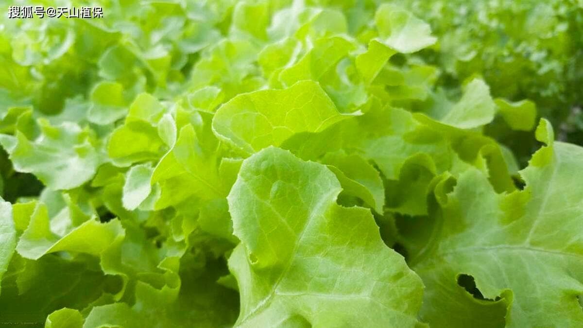 冰菜喜阴还是喜阳种植