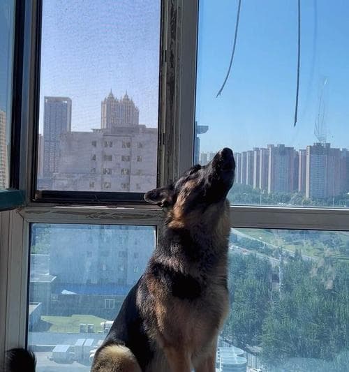 如何帮助狗狗克服分离焦虑？5个实用方法让你的爱犬更独立