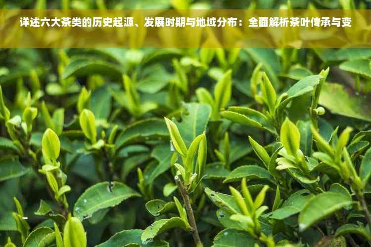 详述六大茶类的历史起源、发展时期与地域分布：全面解析茶叶传承与变迁