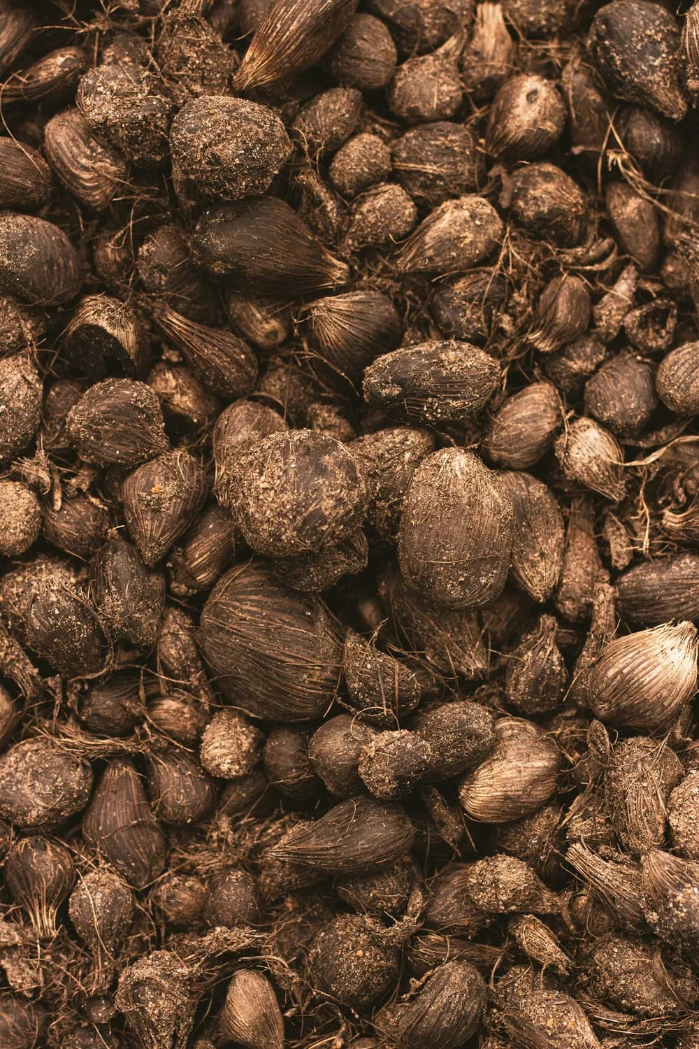 稀有黑玛卡：富含马卡烯，科学食用指南