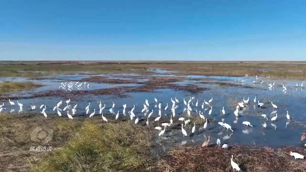 护航候鸟迁徙路：中国各地的爱鸟护鸟行动