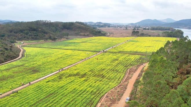 南宁百亩油菜花田绽放，花期将持续至3月上中旬