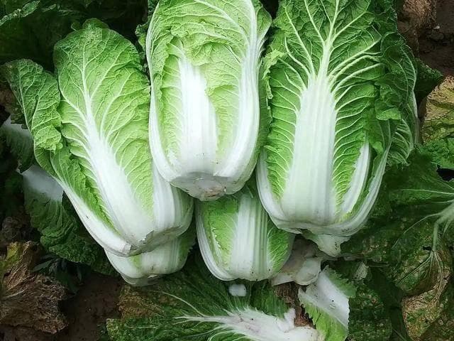 白菜是冬天的“养生菜”？医生提醒：冬季3种蔬菜，既健康还养胃