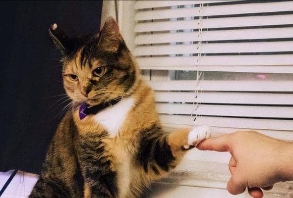 宠物猫的饮食禁忌（15种猫不能吃的食物，你知道吗？）