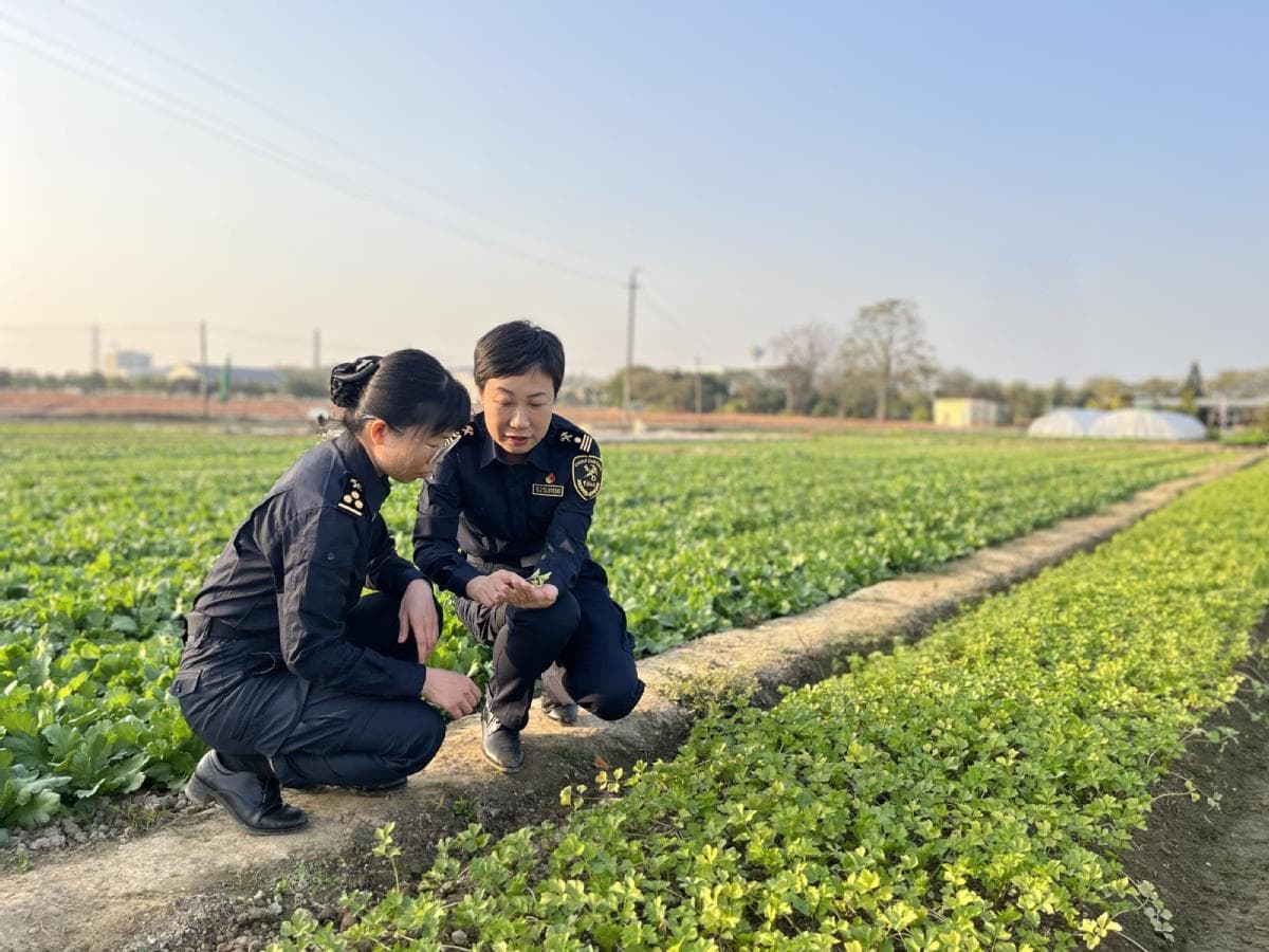 春节海关“不打烊”，助力东莞供港蔬菜从田间到舌尖