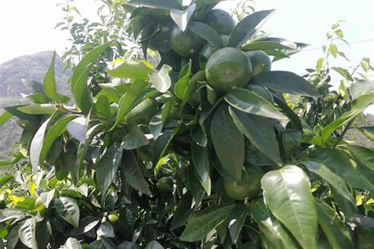 掌握叶面肥的正确使用方法，为植物生长助力？