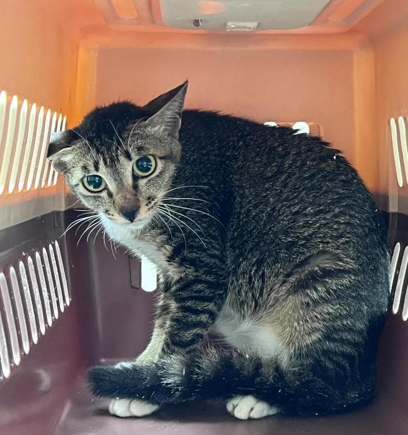 母猫产后护理：15个关键要点确保母猫和幼崽健康成长