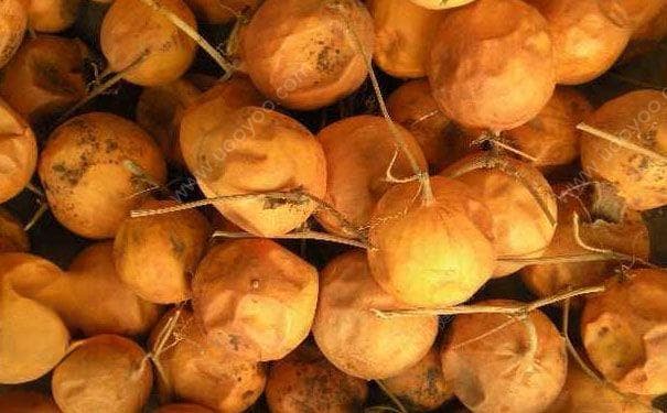瓜蒌的功效与作用：从清热解毒到抗癌抑菌