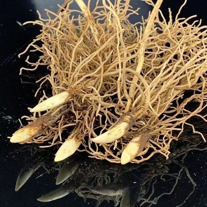 铃兰种植：分株繁殖与播种繁殖详解