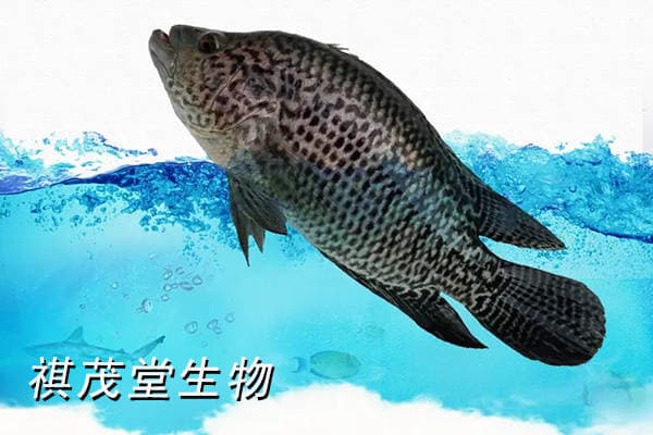 石斑鱼烂尾烂鳃烂身病害防治全攻略