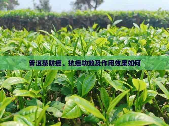 普洱茶防癌、抗癌功效及作用效果如何