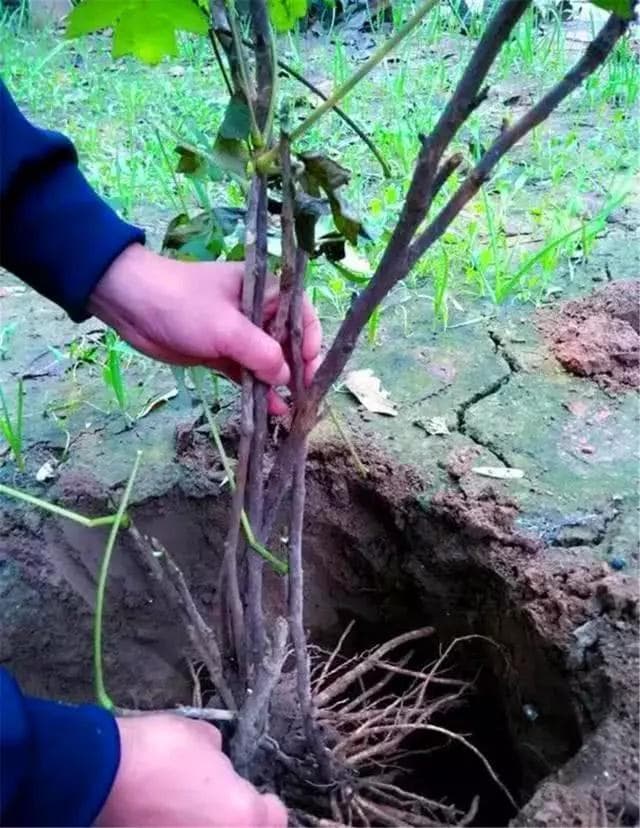 移栽牡丹花难成活？学会正确栽种“8技巧”