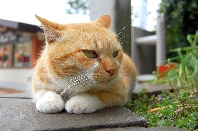 猫咪吃塑料袋是缺什么微量元素？科学解析与应对指南