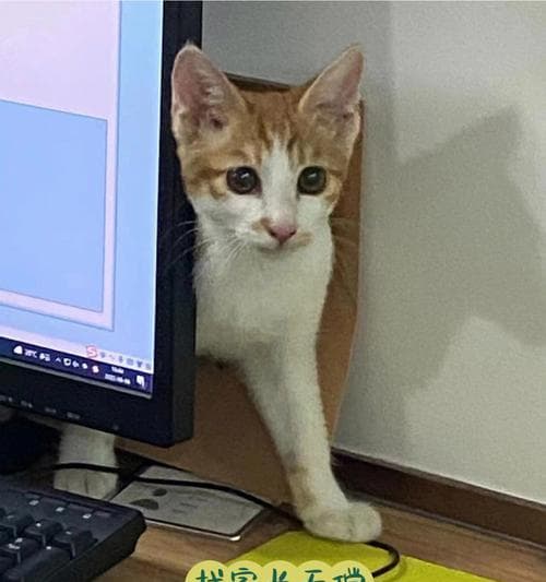 三个月大的小猫走丢了怎么办？如何快速找回？