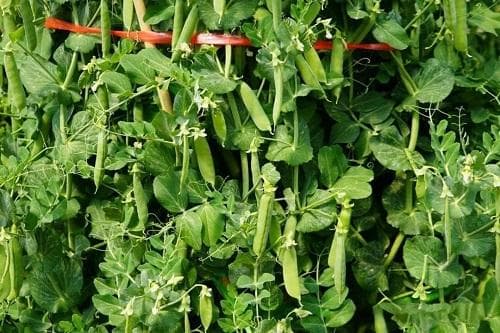春季豌豆种植技术要点