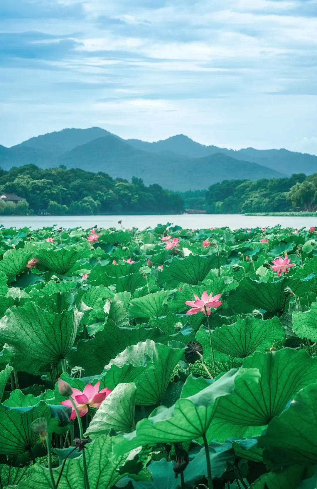杭州夏日顶流！深度游必备功课！知其一更知其二，乐趣无穷……