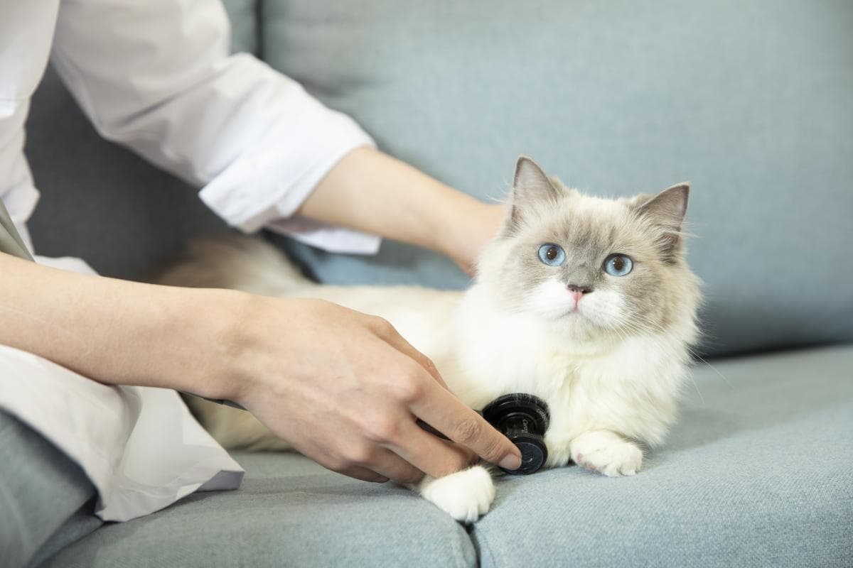 猫咪毛球症科普：症状判断与科学防治指南
