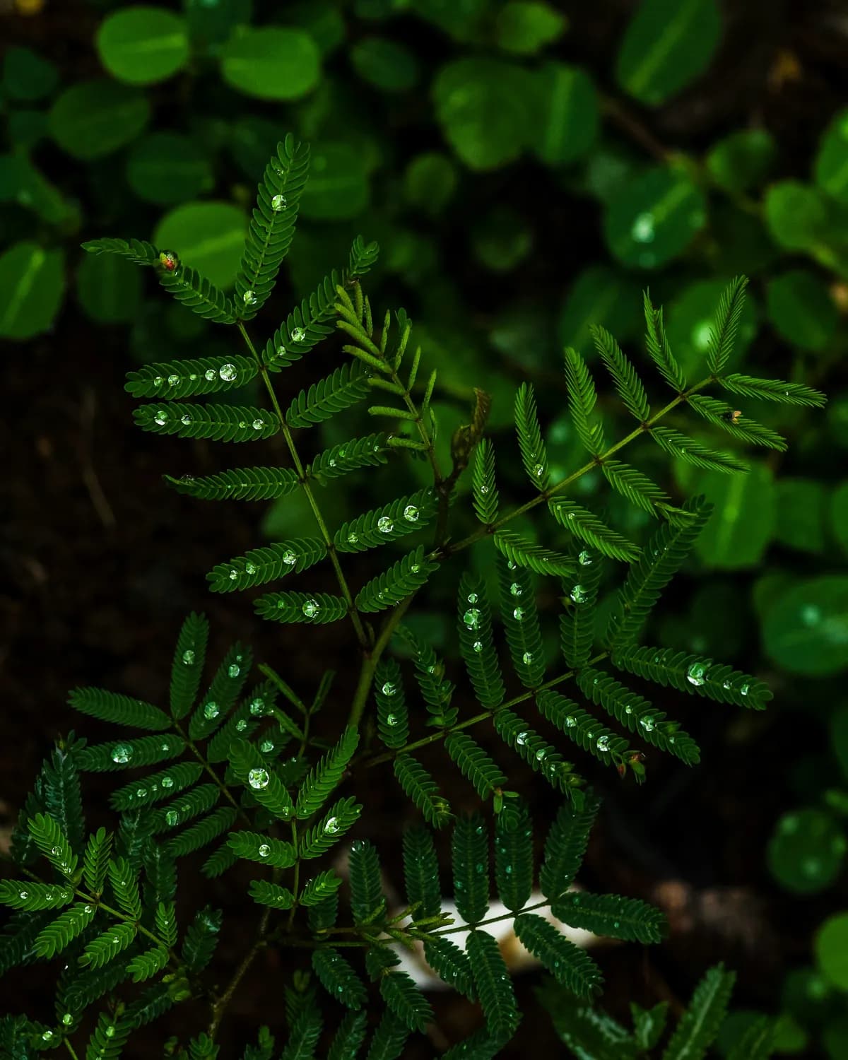 叶下珠片：治疗肝炎的天然良药