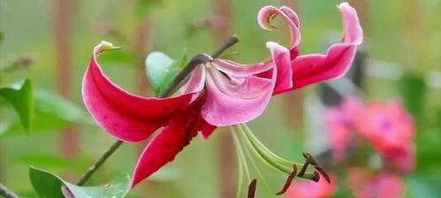 百合花的花语和寓意：纯洁高雅的象征，传递美好寓意的花语解读