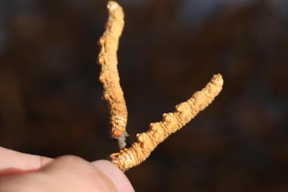 虫草野生和人工种植的区别