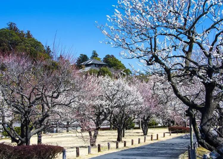 【日本四季风物诗】不止樱花和枫叶！日本四季花期全攻略