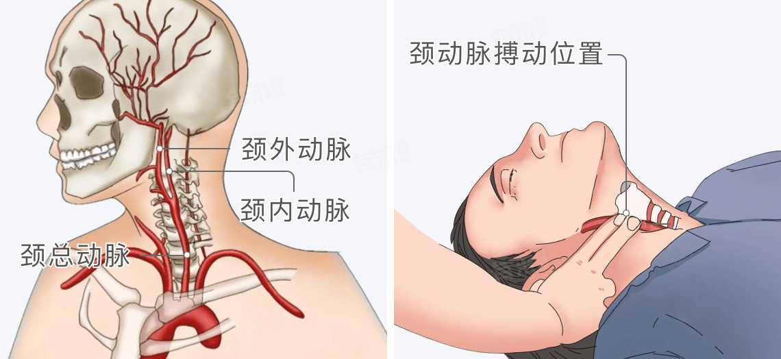 颈动脉的位置及触摸方法