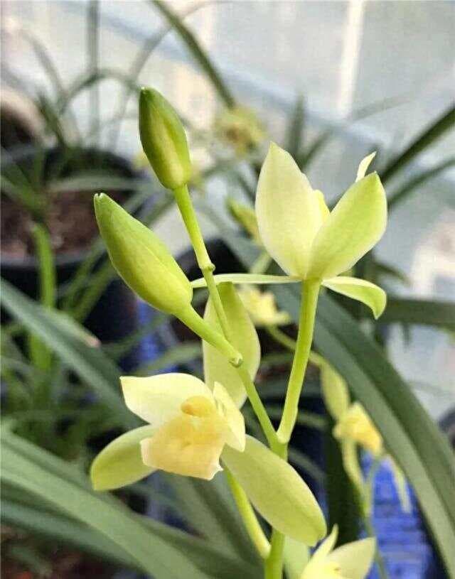 建兰十大香品种推荐：从朱德素到富山奇蝶，都是便宜的好花