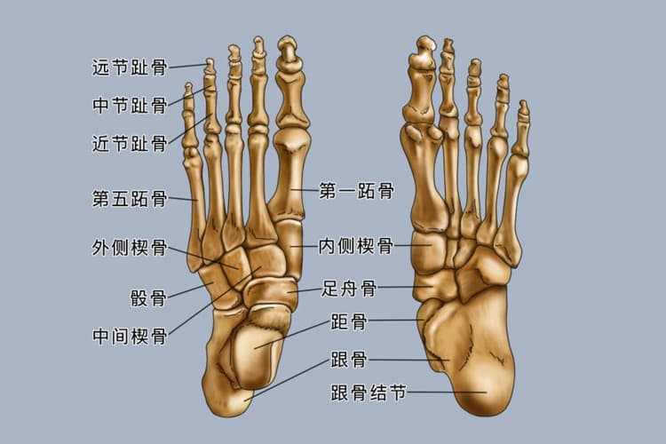 足的解剖图及名称