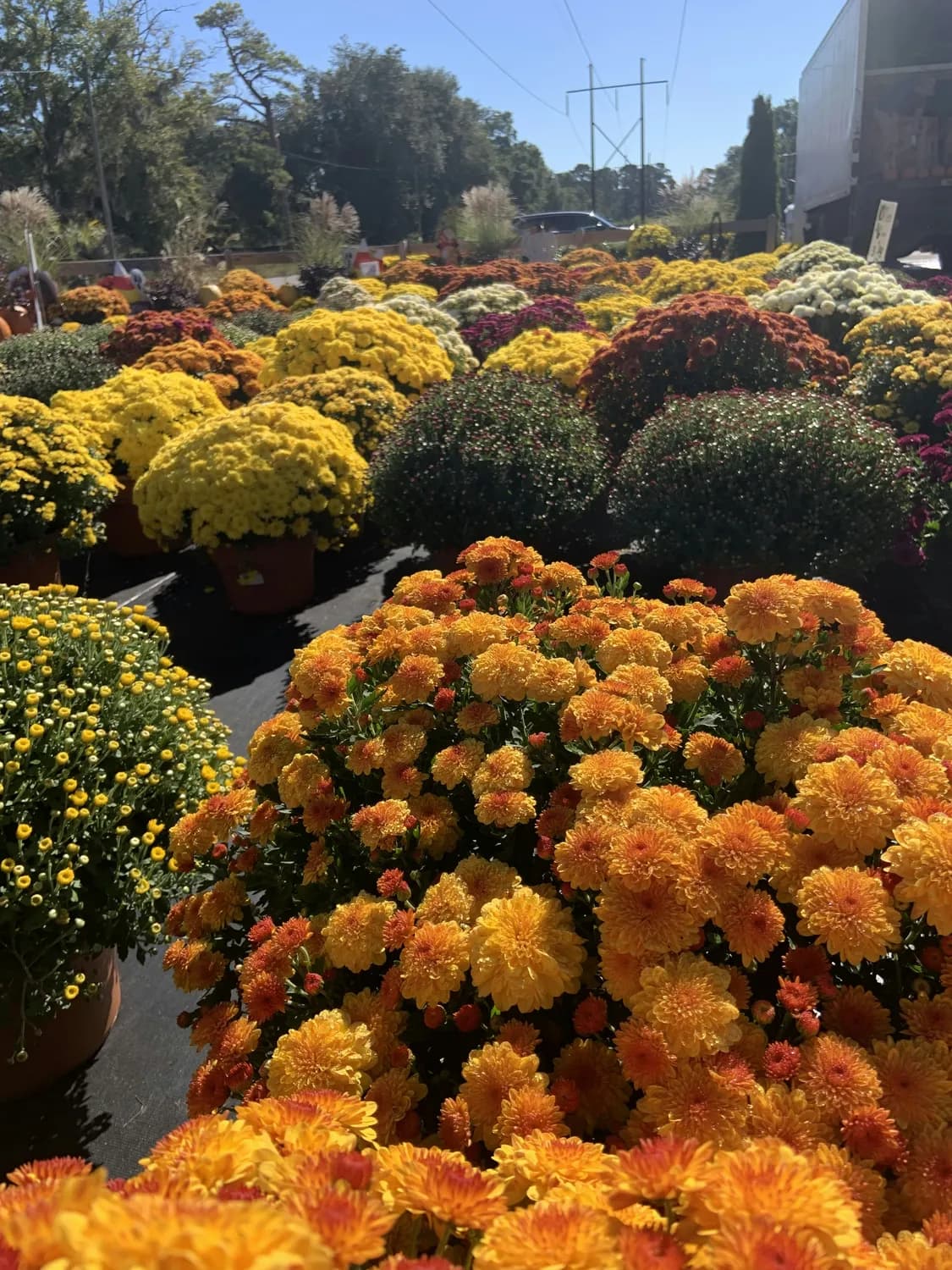 北京植物园市花展：秋日赏菊正当时！