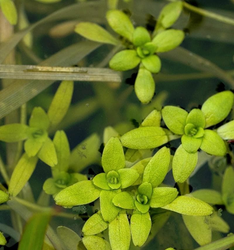 用清水养植物有哪些技巧？清水养植物需要注意什么？