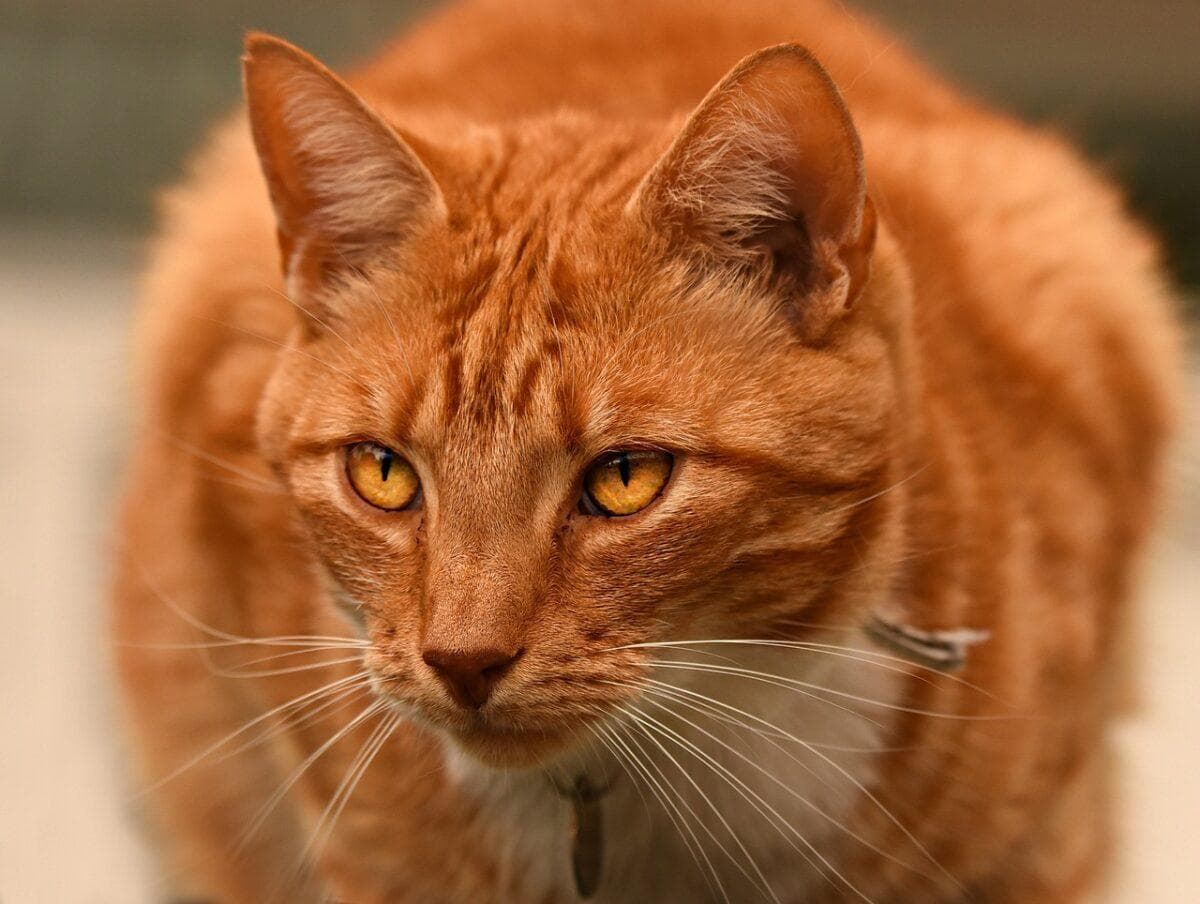11 种不同的猫毛及其性格特征