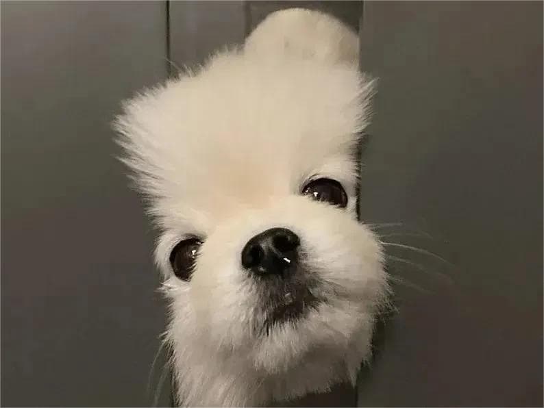 宠物死后应该怎么妥当处理？