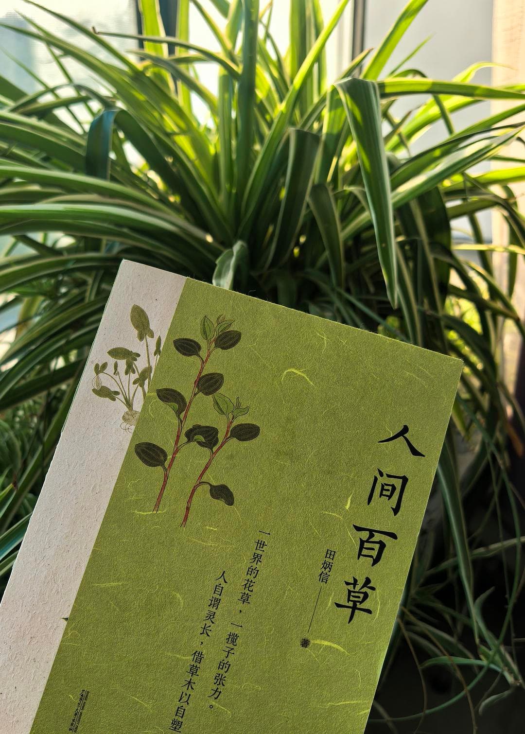 探寻草木间的文化印记与古人智慧